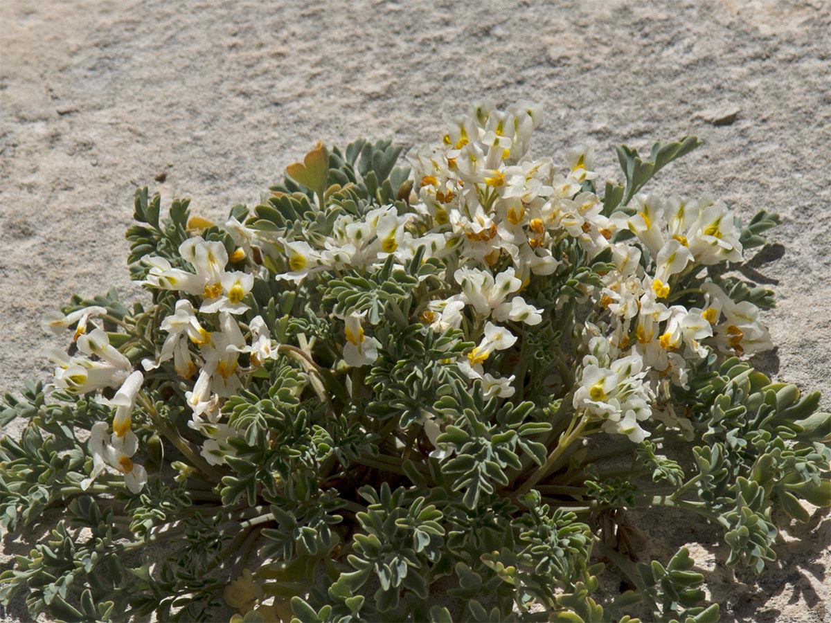 Pseudofumaria alba acaulis